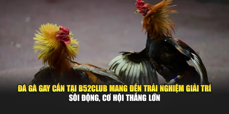 Đá gà gay cấn tại B52club mang đến trải nghiệm giải trí sôi động, cơ hội thắng lớn 